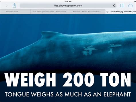 how much does a fin whale weigh